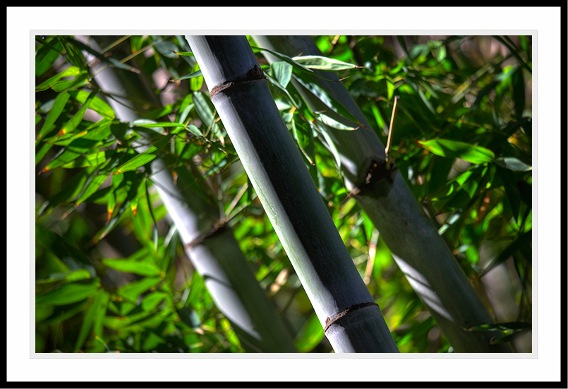 Three stalks of bamboo photographed at a diagonal.